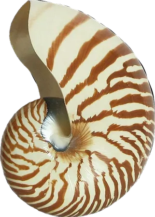 nautilus seashell