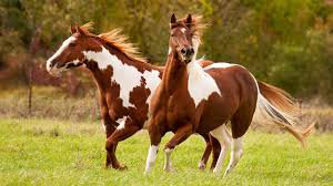 brown horse pictures - Google Search