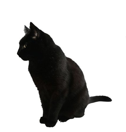 black cat png