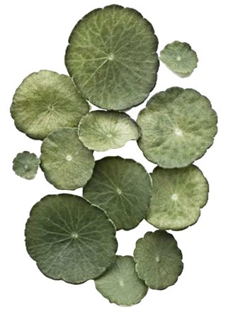 Lily Pad Filler