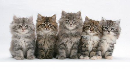 five cute kittens - Cats & Animals Background Wallpapers on Desktop Nexus (Image 2039966)