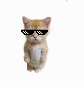 cat with glasses, meme
