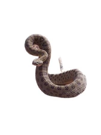 rattlesnakes snakes reptiles