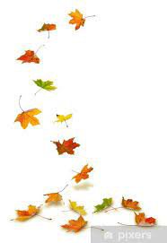 leaves on ground - Google Search