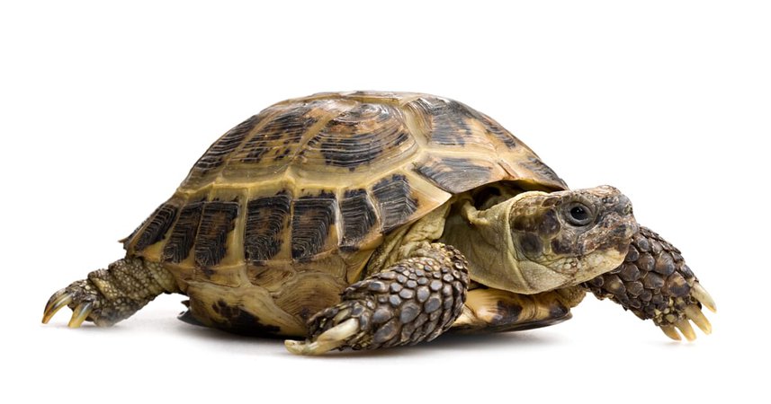 tortoise - Google Search