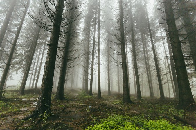 Nature, forest, tree and vegetation | HD photo by Filip Zrnzević (@filipz) on Unsplash