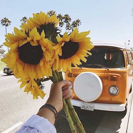 sunflowers | Tumblr