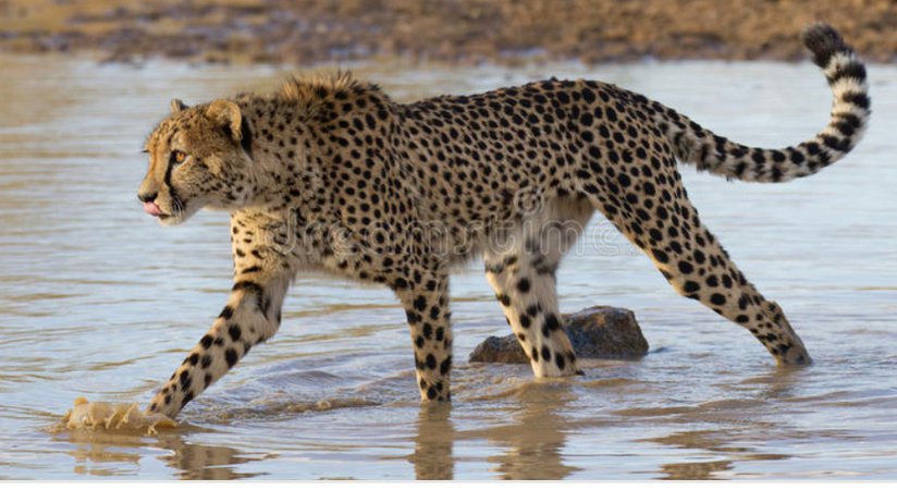 Cheetah in Water