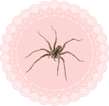 pink doily brown spider