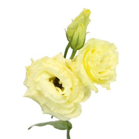 Champagne Mini Double Lisianthus Flower | FiftyFlowers.com
