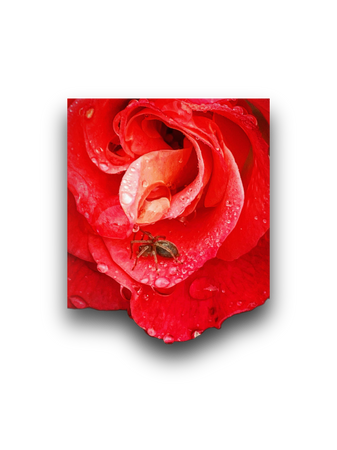 roses spiders floral nature png