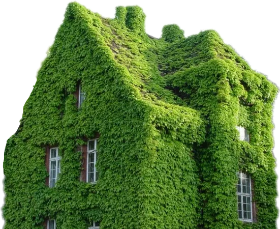 house covered in ivy