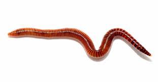 worms - Google Search