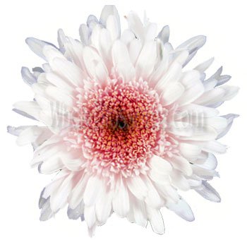Bulk Pink Cremon Chrysanthemum Wedding Flower At Wholesale