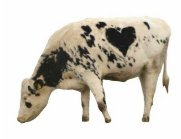 cow bb
