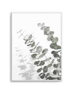 Eucalyptus Art Print | Baby Gum Cinerea Photographic Wall Art Poster – Olive et Oriel | Shop Art & Framing Online