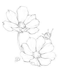 flower images drawing - Google Search