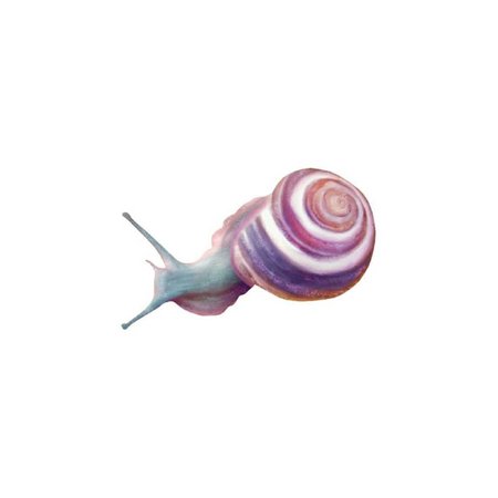 lil snail ❤️