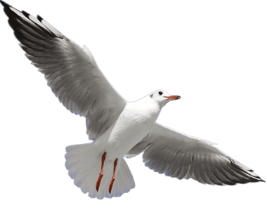 seagull wings 1
