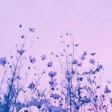lavender aesthetic