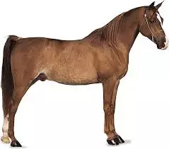 horse  - Google Search