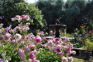Fountain in the rose garden with Pink Iceberg rose | Flickr