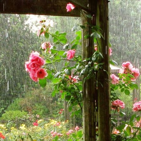 Garden Rain Aesthetic