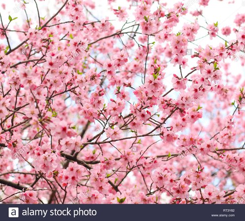 pink flowers - Google Search