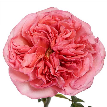 Bleeding Heart Garden Rose l Fiftyflowers.com