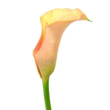 Passion Peach Coral Calla Lily Flower | FiftyFlowers.com
