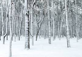 winter trees - Google Search