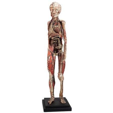 Dr Auzoux Anatomical Model, circa 1880 For Sale at 1stdibs