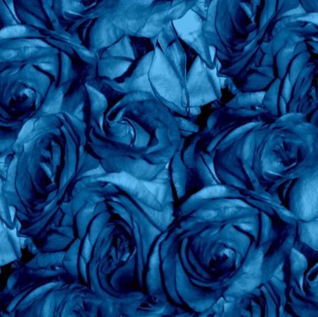 blue roses aesthetic