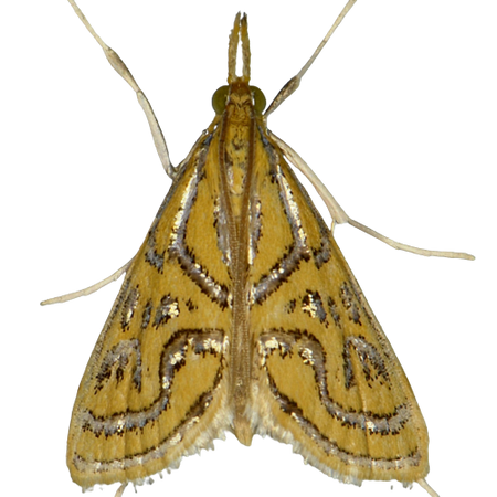 gold moth