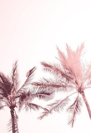 pink palm trees