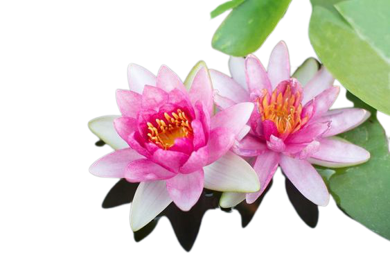 lotus flower plant png