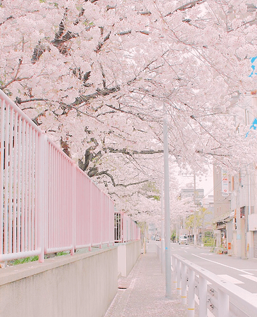 sakura aesthetic