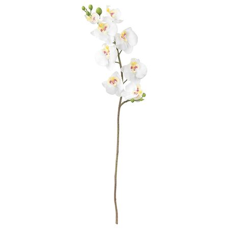 SMYCKA Kunstig blomst, orkide, hvid - IKEA