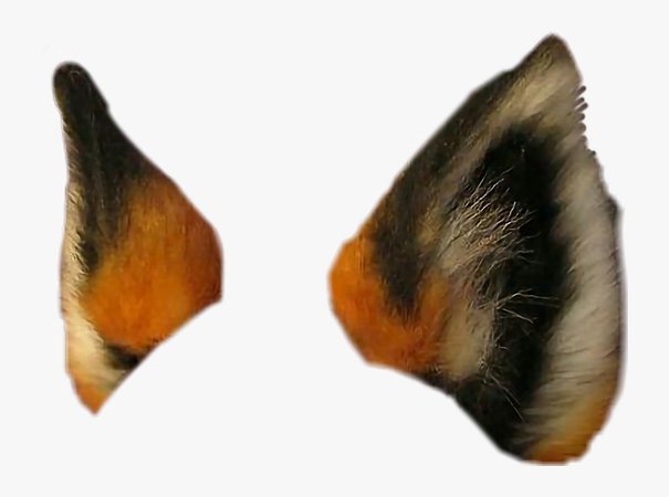 fox ears