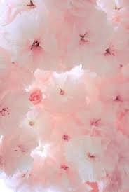 pale pink aesthetic - Google Search