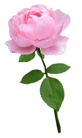 Pink Rose Stem
