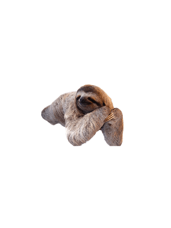 sloth animals