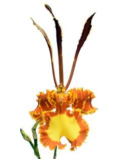 Psychopsis Mariposa (Butterfly Orchid)