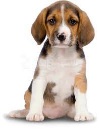 dog png - Google Search