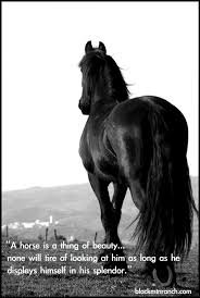 horse quote - Google Search