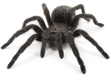 brazilian-black-tarantula-for-sale.jpg (472×353)