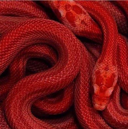 red serpents aesthetic snake