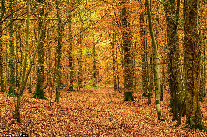 fall autumn background backdrop