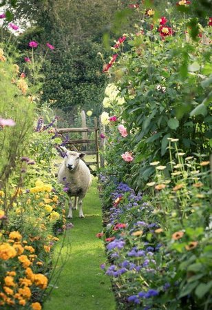 Time to weed the garden. English Cottage Garden with Sheep! | English Cottage Gardens | Pinterest | Garden, Garden inspiration and Dream garden
