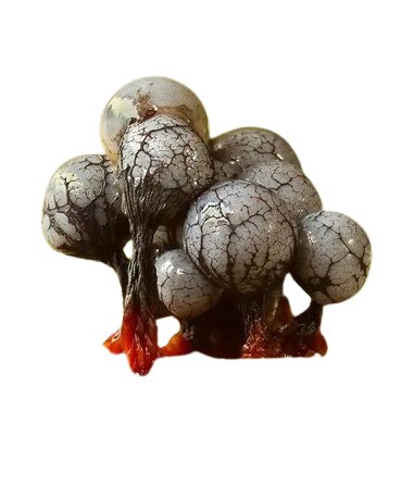 slime mold, Cribraria macrocarpa